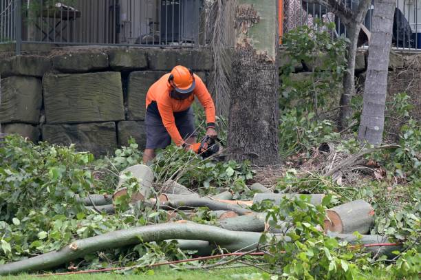 Trusted Centreville, AL Tree Service Experts